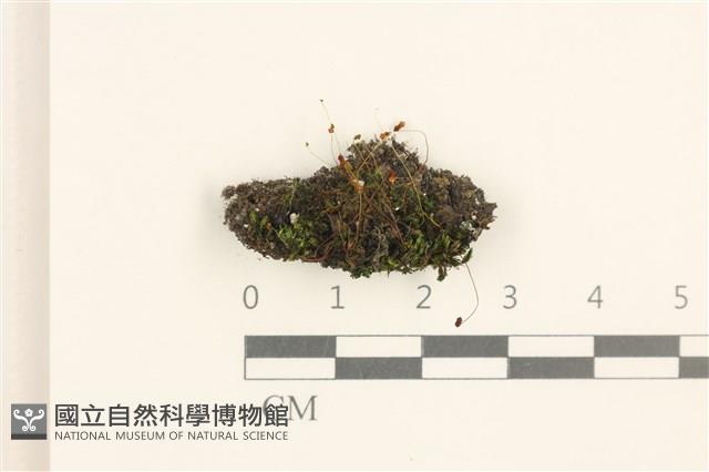 蕊形真蘚藏品圖，第1張