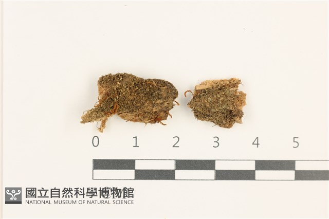 小睫毛苔藏品圖，第1張