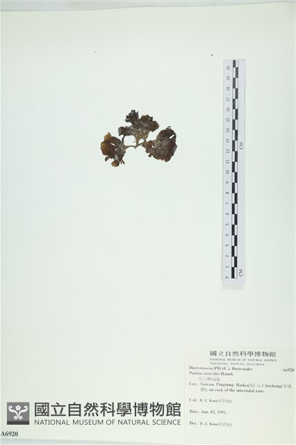 南方團扇藻藏品圖，第3張