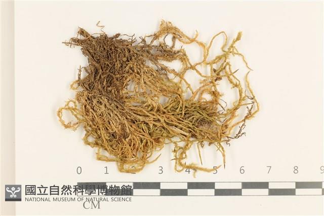 大濕原蘚藏品圖，第1張