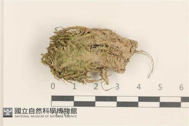 登錄號:B00017920藏品圖，第1張