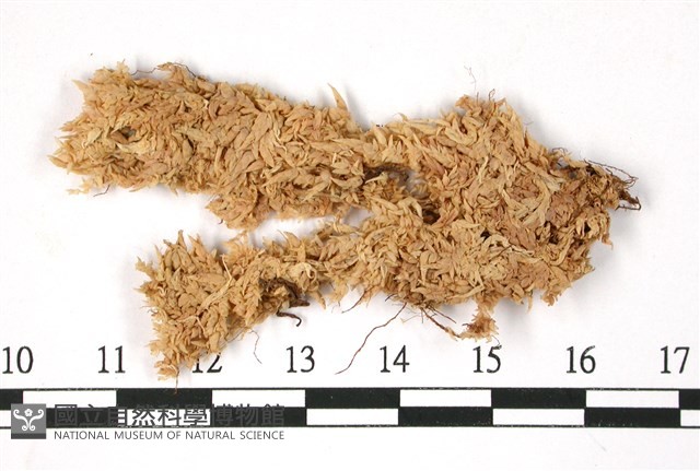 瘤壁泥炭蘚藏品圖，第1張
