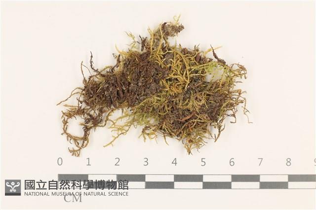 鉤葉青蘚藏品圖，第1張