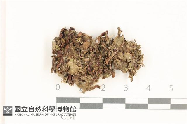 登錄號:B00020820藏品圖，第1張