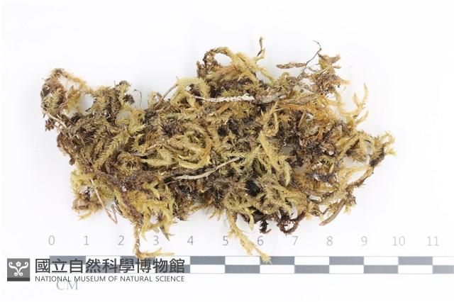毛扭蘚藏品圖，第1張