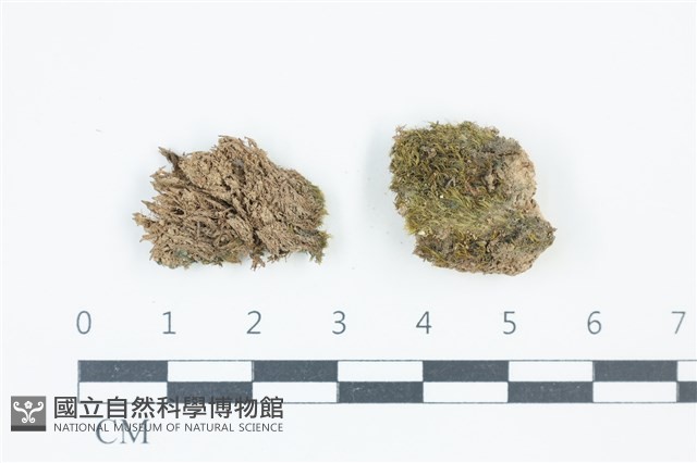 登錄號:B00001320藏品圖，第1張