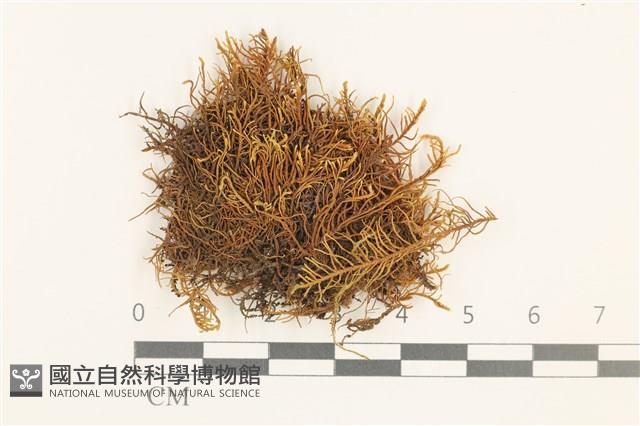 蟲毛蘚藏品圖，第1張