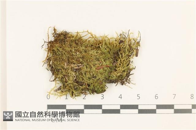 卵葉青蘚藏品圖，第1張