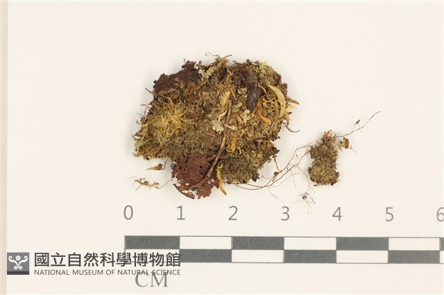 三角葉護蒴苔藏品圖，第1張