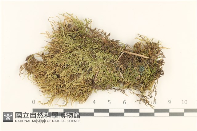 登錄號:B00013270藏品圖，第1張