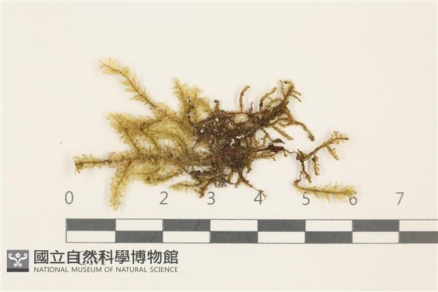 登錄號:B00009070藏品圖，第1張