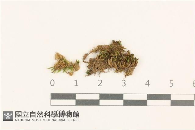 登錄號:B00014070藏品圖，第1張