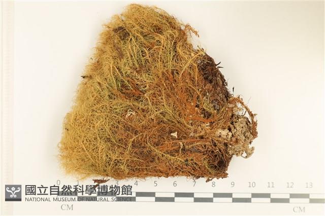 登錄號:B00004070藏品圖，第1張