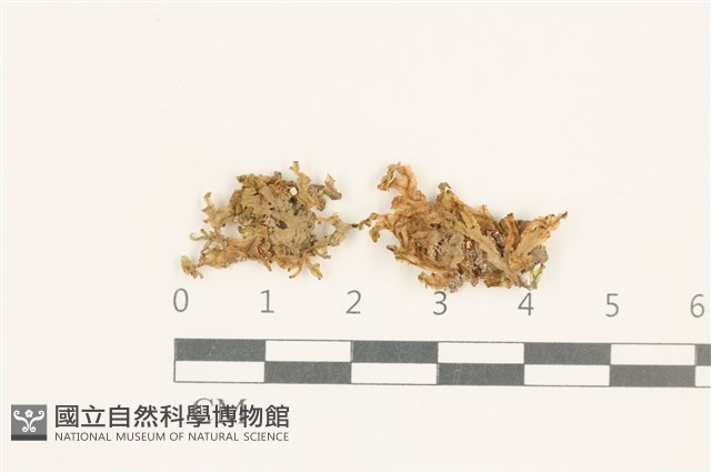 登錄號:B00015170藏品圖，第1張