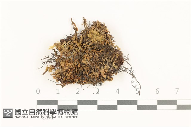 鰓葉苔藏品圖，第1張