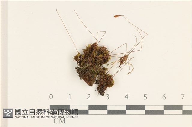 登錄號:B00000570藏品圖，第1張