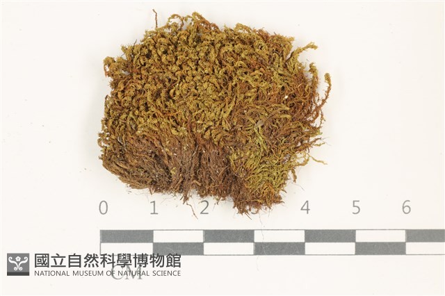 索氏叢本蘚藏品圖，第1張