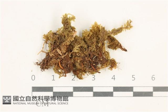 登錄號:B00002970藏品圖，第1張