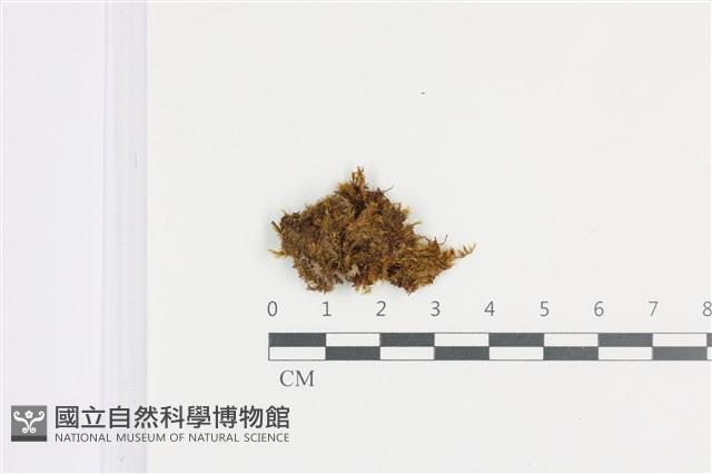 登錄號:B00008970藏品圖，第1張