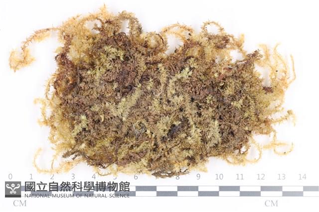 大灰氣蘚藏品圖，第1張