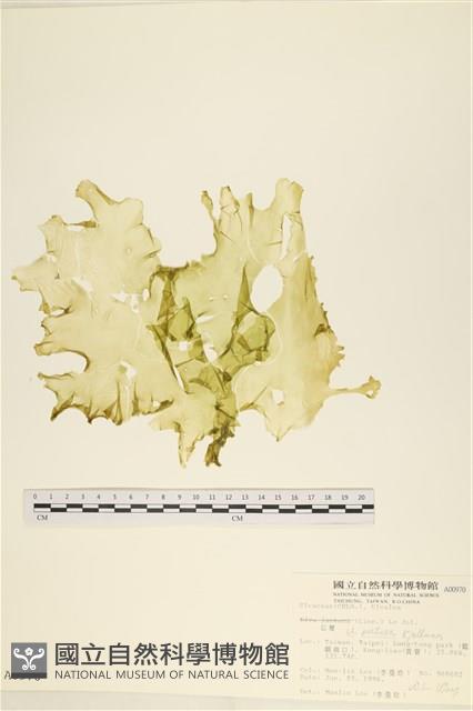 石蓴藏品圖，第1張