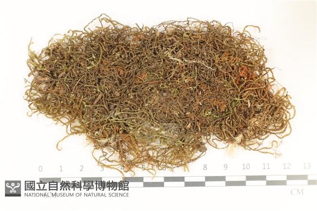 鞭苔,三裂鞭苔藏品圖，第1張