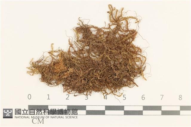 日本鞭苔藏品圖，第1張