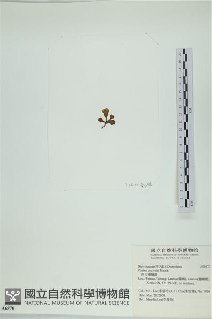 南方團扇藻藏品圖，第3張