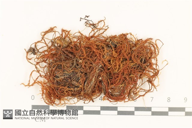 登錄號:B00004870藏品圖，第1張