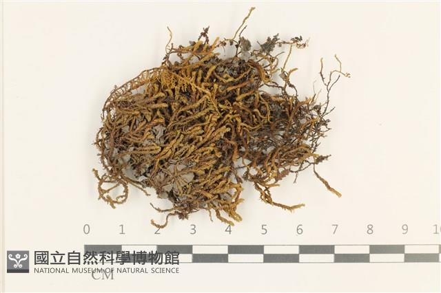 登錄號:B00011870藏品圖，第1張