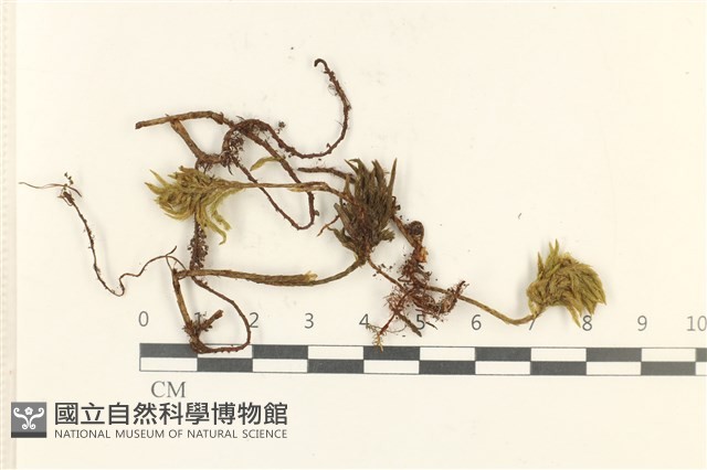 登錄號:B00001870藏品圖，第1張