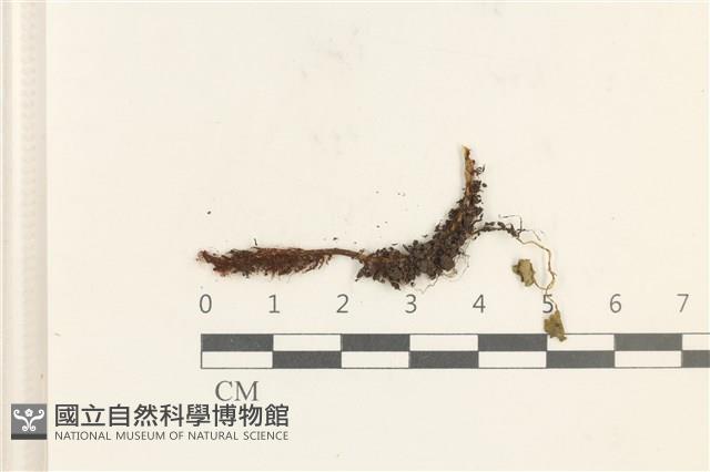 登錄號:B00021370藏品圖，第1張