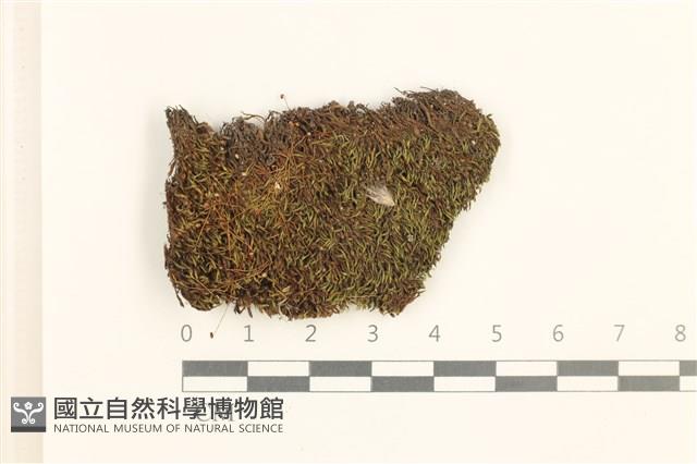 蕊形真蘚藏品圖，第1張