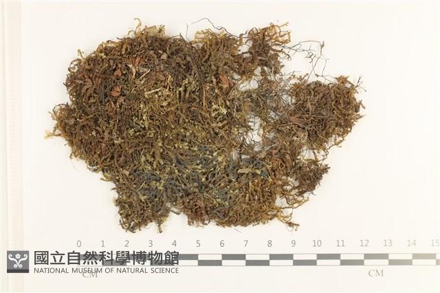 鞭苔,三裂鞭苔藏品圖，第1張