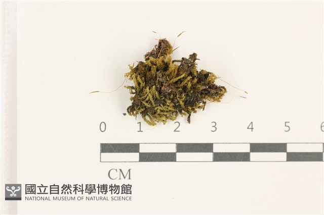 印度扭口蘚藏品圖，第1張