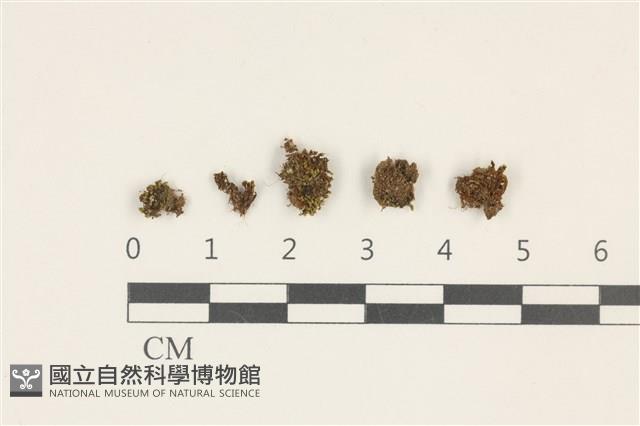 登錄號:B00010010藏品圖，第1張