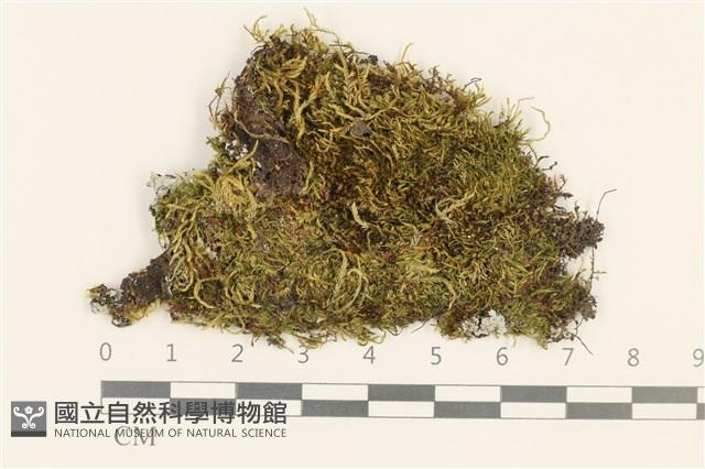 東亞小錦蘚藏品圖，第1張