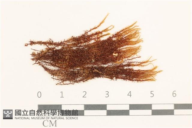 登錄號:B00004910藏品圖，第1張