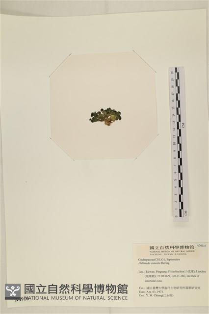 登錄號:A00004910藏品圖，第2張