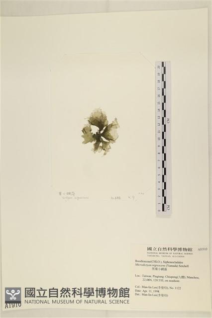 黑葉小網藻藏品圖，第3張