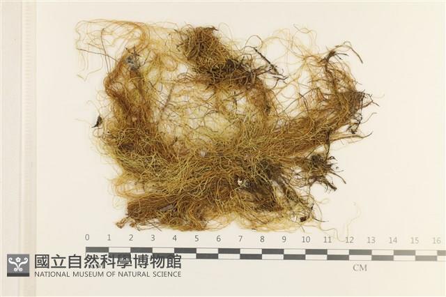 登錄號:B00012810藏品圖，第1張