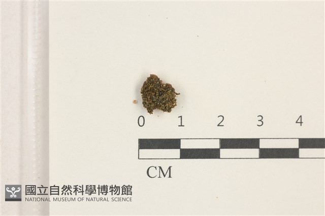 印度扭口蘚藏品圖，第1張