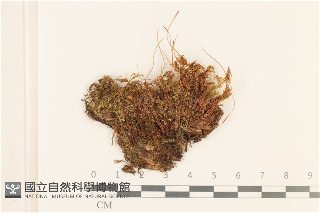斜蒴蘚, 黃斜蒴蘚藏品圖，第1張