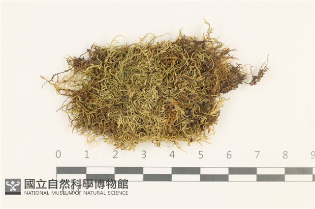 長肋青蘚藏品圖，第1張