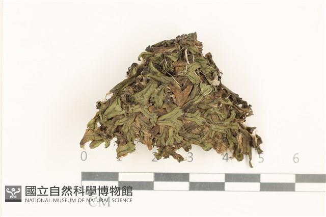 小蛇苔藏品圖，第1張