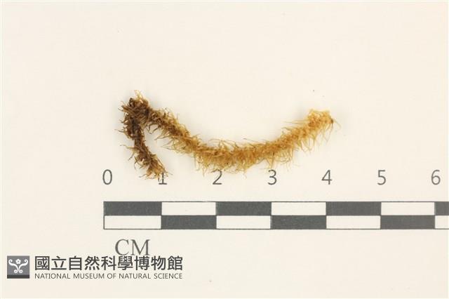 登錄號:B00000810藏品圖，第1張