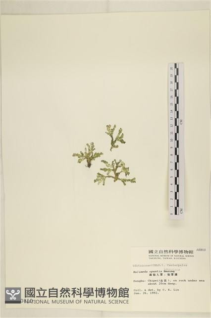 仙掌藻, 海仙人掌藏品圖，第1張