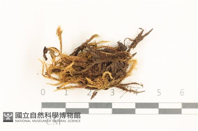 登錄號:B00001310藏品圖，第1張