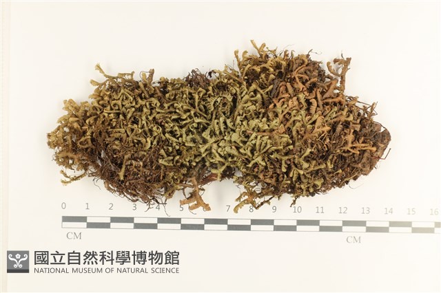 厚角鞭苔藏品圖，第1張
