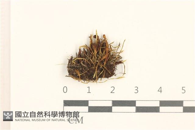 蝦蘚藏品圖，第1張